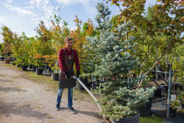 Best Tree Care Services  in Broad Creek, NC